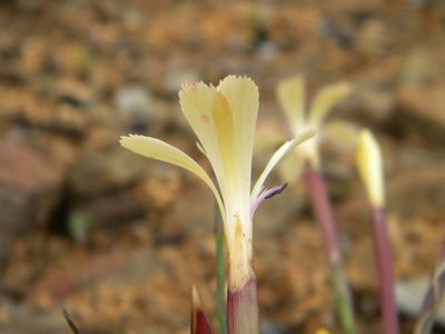 Dianthus caespitosus, photographed by Tim Kirsten