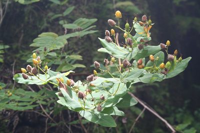 Hypericum grandifolium, photographed by Edmundas Greimas