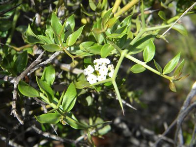 Carissa haematocarpa, photographed by Tim Kirsten