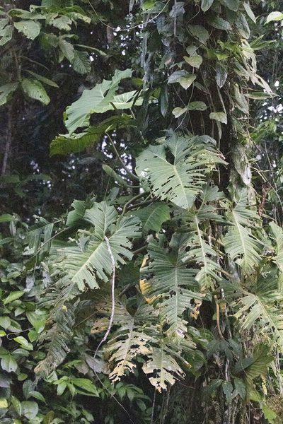 Philodendron deflexum, photographed by Kristof Zyskowski
