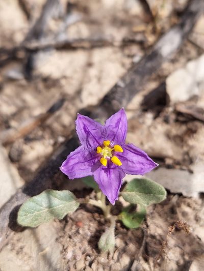 Solanum esuriale, photographed by Nina Kerr