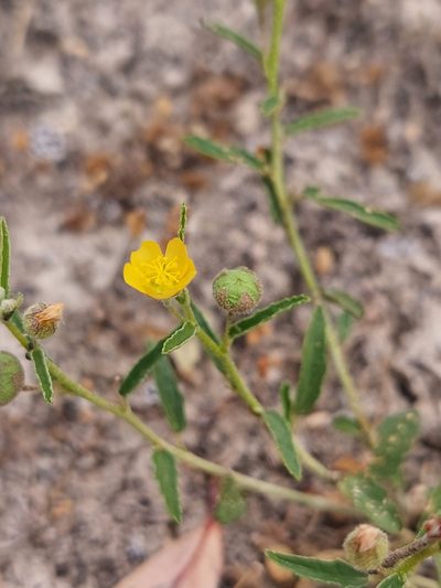 Sida trichopoda, photographed by Nina Kerr