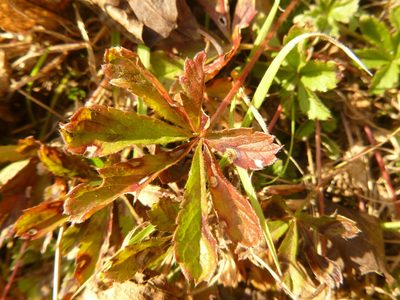 Potentilla heptaphylla, photographed by Gabriel Mayrhofer