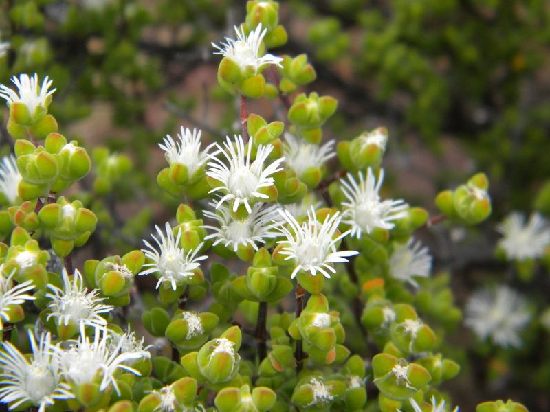 Drosanthemum praecultum, photographed by Tim Kirsten