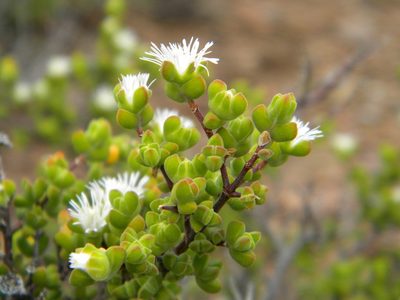 Drosanthemum praecultum, photographed by Tim Kirsten