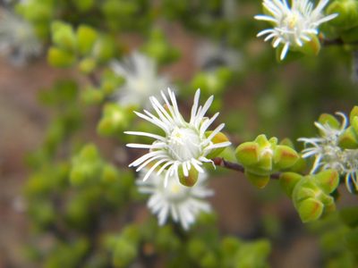 Drosanthemum praecultum, photographed by Tim Kirsten
