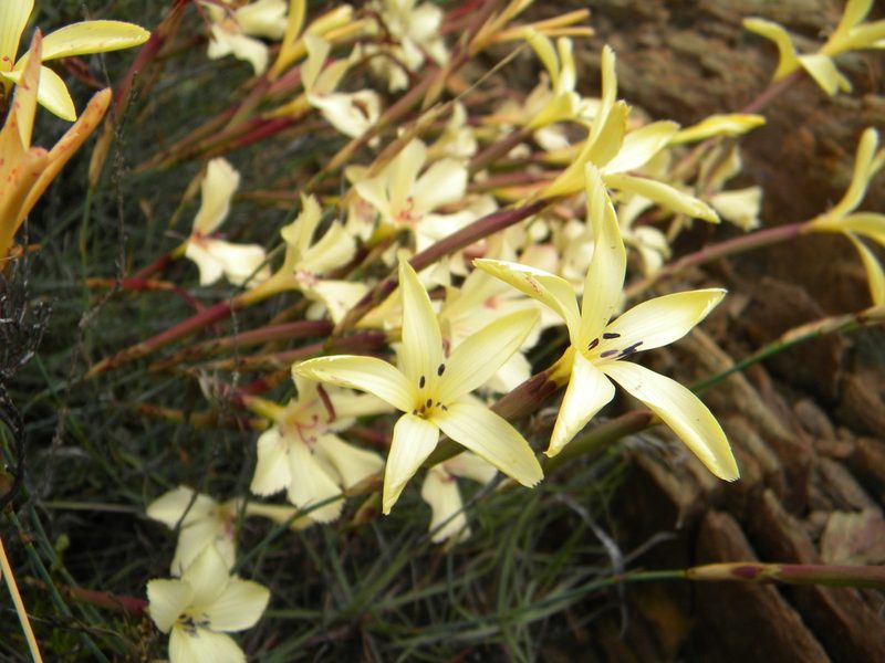 Dianthus caespitosus, photographed by Tim Kirsten