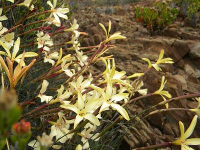 Dianthus caespitosus, photographed by Tim Kirsten