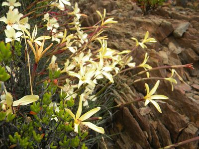 Dianthus caespitosus, photographed by Tim Kirsten