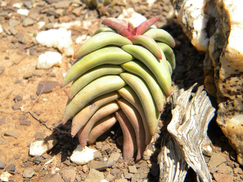 Crassula congesta, photographed by Tim Kirsten