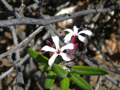 Pachypodium succulentum, photographed by Tim Kirsten