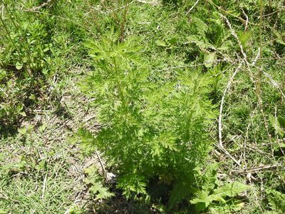 Artemisia annua, photographed by Eduardo Luis Beltrocco