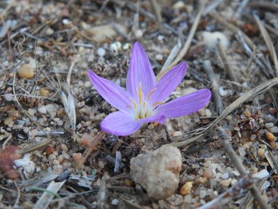 Colchicum filifolium, photographed by Duarte Frade