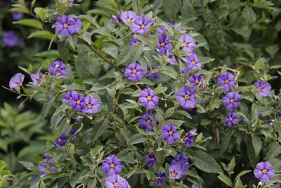 Lycianthes rantonnetii, photographed by Tony Rebelo