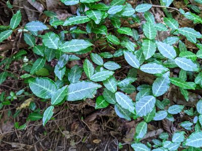 Trachelospermum asiaticum, photographed by Timur Kalininsky