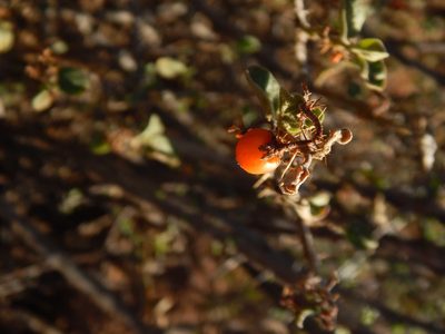 Solanum tomentosum, photographed by melda