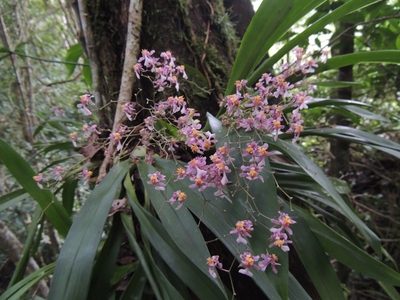 Oncidium sotoanum, photographed by Neptalí Ramírez Marcial