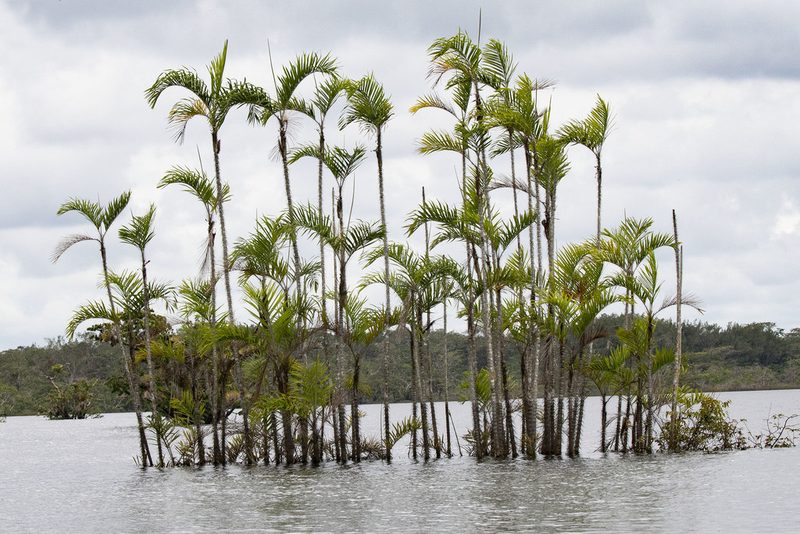 Bactris riparia, photographed by Kristof Zyskowski