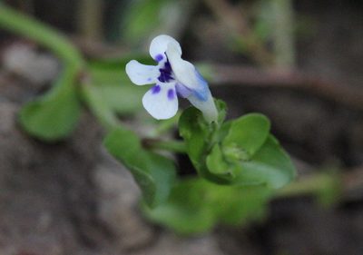 Lindernia rotundifolia, photographed by Agnes Trekker