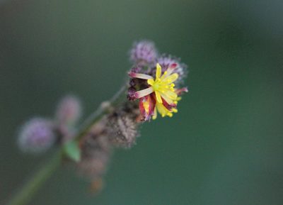 Triumfetta rhomboidea, photographed by Agnes Trekker