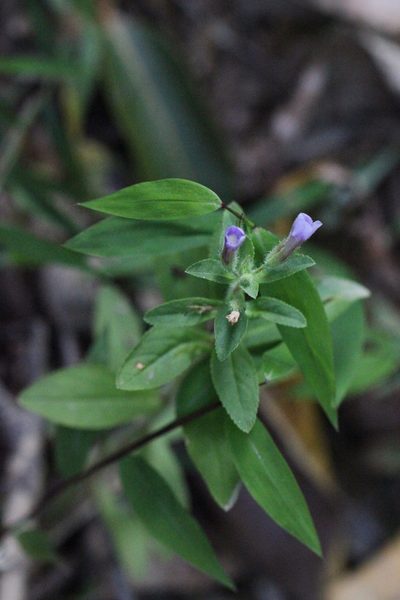 Limnophila chinensis, photographed by Agnes Trekker