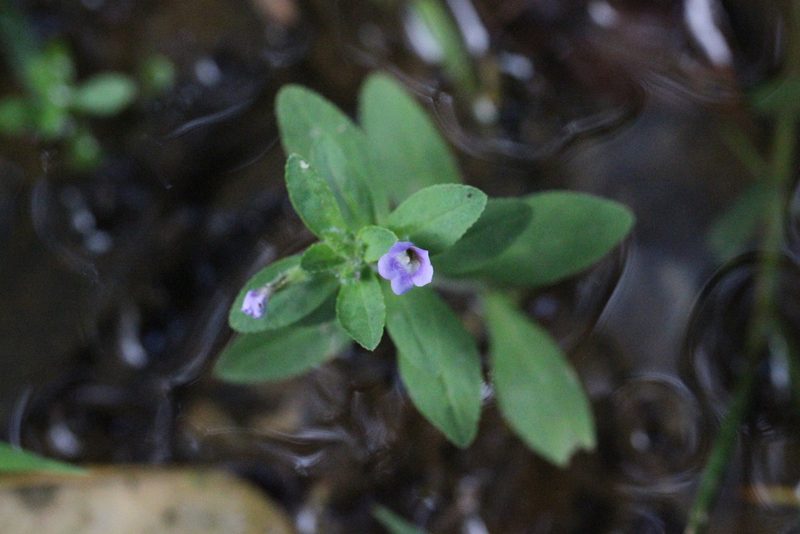 Limnophila chinensis, photographed by Agnes Trekker