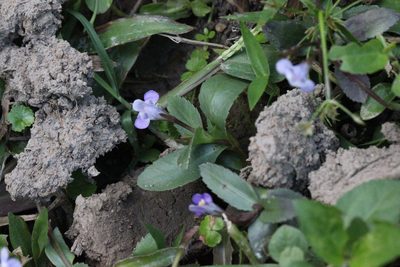 Bonnaya sanpabloensis, photographed by Agnes Trekker