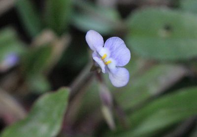Bonnaya sanpabloensis, photographed by Agnes Trekker