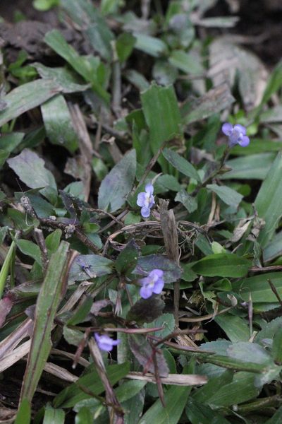 Bonnaya sanpabloensis, photographed by Agnes Trekker