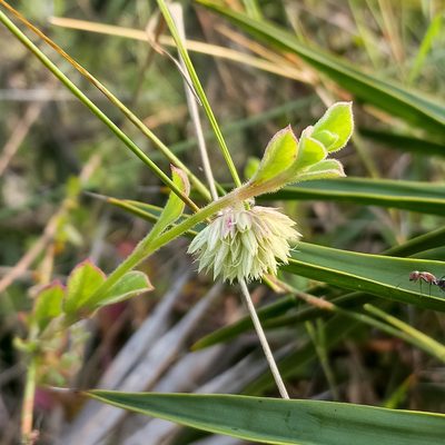 Allmania nodiflora