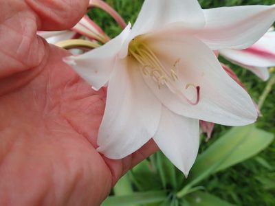 Crinum bulbispermum, photographed by Peter Warren