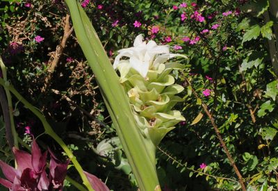Curcuma longa, photographed by Agnes Trekker