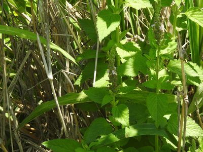 Teucrium vesicarium, photographed by Eduardo Luis Beltrocco