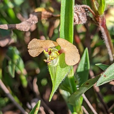 Commelina gambiae, photographed by Stan Shebs