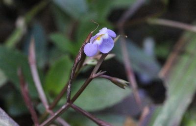 Bonnaya sanpabloensis, photographed by Agnes Trekker