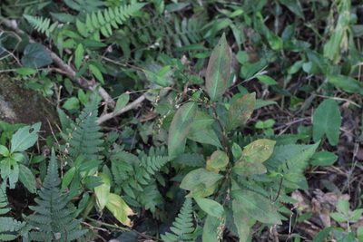 Polygonum pubescens, photographed by Agnes Trekker