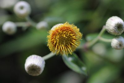 Blumea riparia, photographed by Agnes Trekker