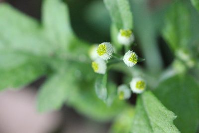 Dichrocephala integrifolia, photographed by Agnes Trekker