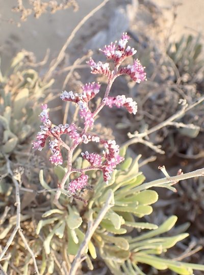 Limonium axillare, photographed by Jean-Paul Boerekamps