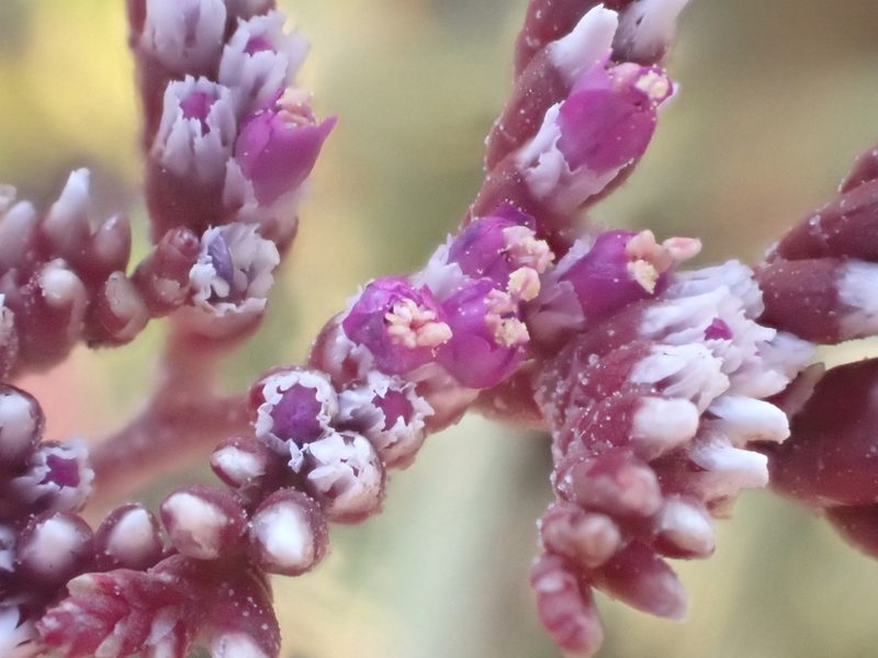 Limonium axillare, photographed by Jean-Paul Boerekamps