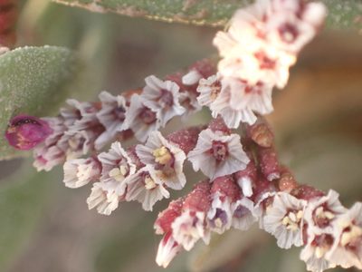 Limonium axillare, photographed by Jean-Paul Boerekamps