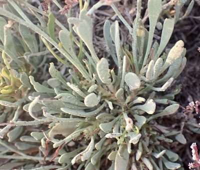Limonium axillare, photographed by Jean-Paul Boerekamps