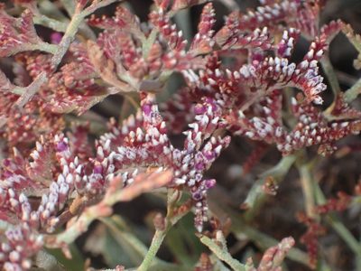 Limonium axillare, photographed by Jean-Paul Boerekamps