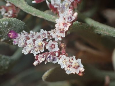 Limonium axillare, photographed by Jean-Paul Boerekamps