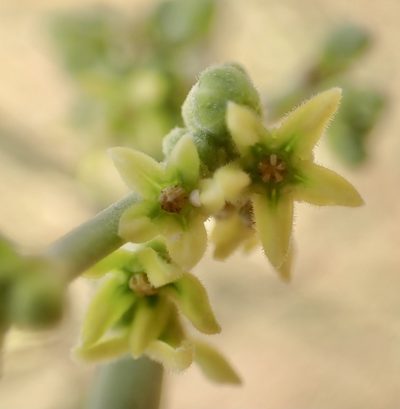 Leptadenia pyrotechnica, photographed by Jean-Paul Boerekamps