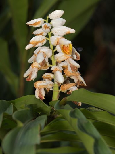 Alpinia hainanensis, photographed by portioid
