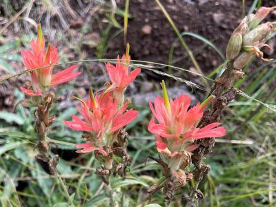 Castilleja miniata, photographed by lejones417
