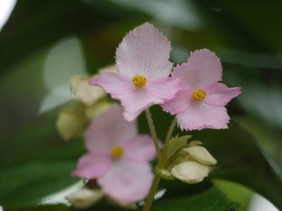 Begonia concanensis, photographed by Dinesh Valke