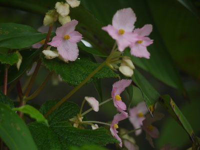 Begonia concanensis, photographed by Dinesh Valke
