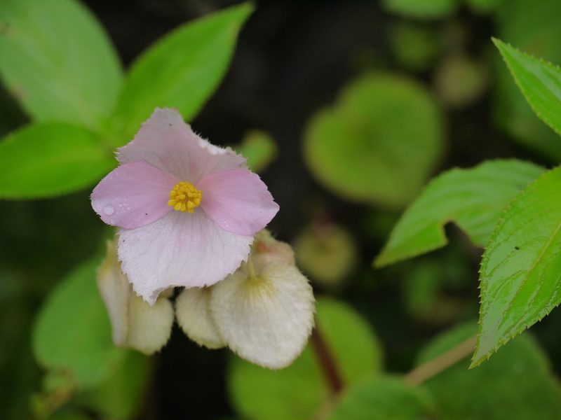 Begonia concanensis, photographed by Dinesh Valke